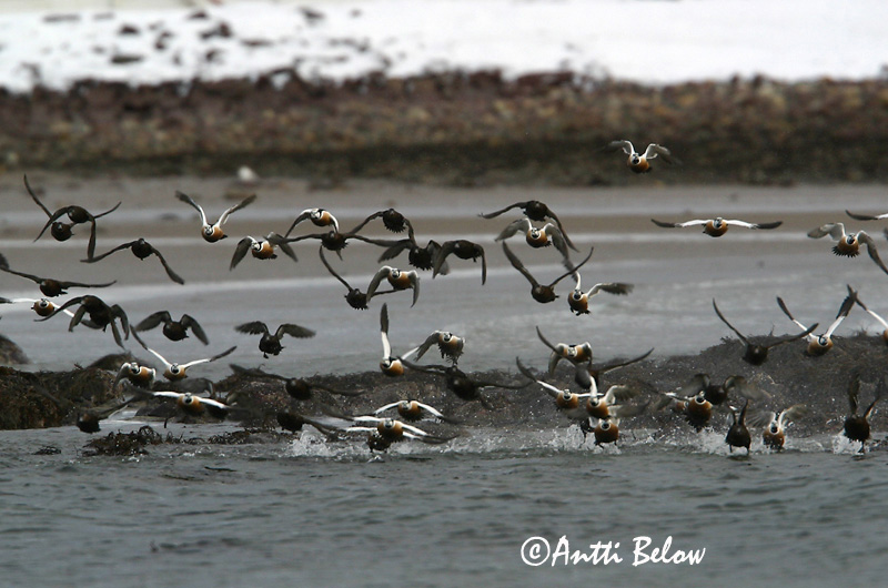 Avainsanat: Stellersand Stellers eider Steller's Eider Kirjuhauk Allihaahka Eider de Steller Scheckente Steller-pehelyréce Blikönd Stellerand Eider de Steller Polysticta stelleri Eider Chico Alförrädare