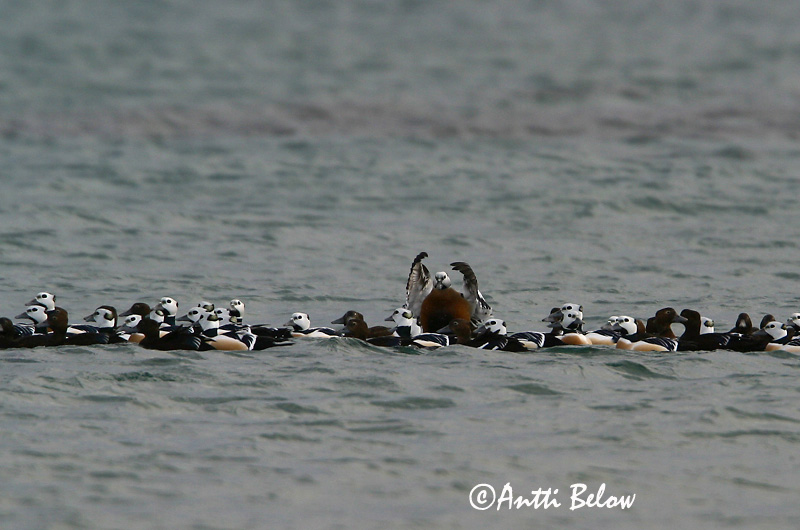 Avainsanat: Stellersand Stellers eider Steller's Eider Kirjuhauk Allihaahka Eider de Steller Scheckente Steller-pehelyréce Blikönd Stellerand Eider de Steller Polysticta stelleri Eider Chico Alförrädare