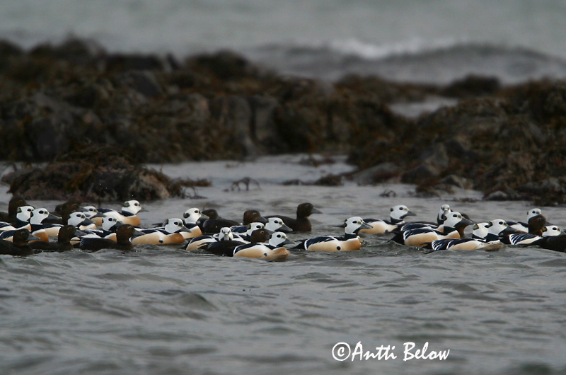 Avainsanat: Stellersand Stellers eider Steller's Eider Kirjuhauk Allihaahka Eider de Steller Scheckente Steller-pehelyréce Blikönd Stellerand Eider de Steller Polysticta stelleri Eider Chico Alförrädare