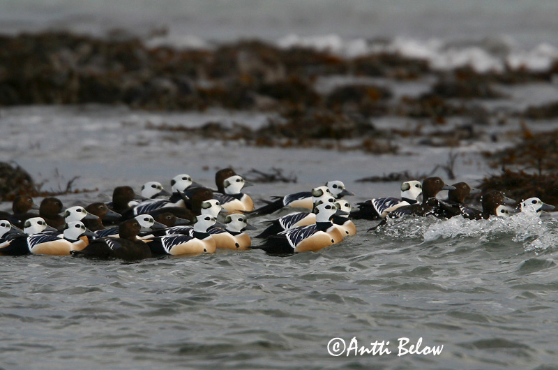 Avainsanat: Stellersand Stellers eider Steller's Eider Kirjuhauk Allihaahka Eider de Steller Scheckente Steller-pehelyréce Blikönd Stellerand Eider de Steller Polysticta stelleri Eider Chico Alförrädare