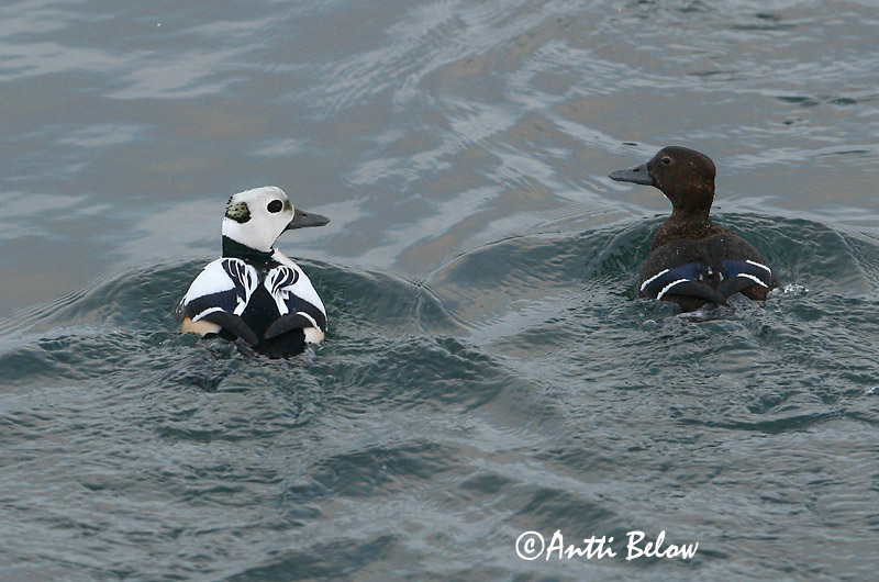 Avainsanat: Stellersand Stellers eider Steller's Eider Kirjuhauk Allihaahka Eider de Steller Scheckente Steller-pehelyréce Blikönd Stellerand Eider de Steller Polysticta stelleri Eider Chico Alförrädare