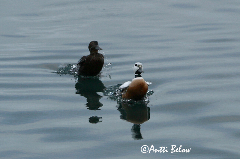Avainsanat: Stellersand Stellers eider Steller's Eider Kirjuhauk Allihaahka Eider de Steller Scheckente Steller-pehelyréce Blikönd Stellerand Eider de Steller Polysticta stelleri Eider Chico Alförrädare