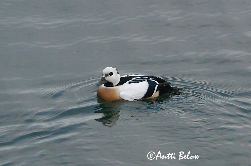 Avainsanat: Stellersand Stellers eider Steller's Eider Kirjuhauk Allihaahka Eider de Steller Scheckente Steller-pehelyréce Blikönd Stellerand Eider de Steller Polysticta stelleri Eider Chico Alförrädare