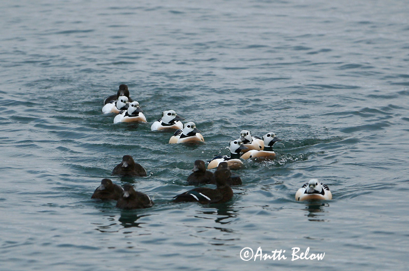 Avainsanat: Stellersand Stellers eider Steller's Eider Kirjuhauk Allihaahka Eider de Steller Scheckente Steller-pehelyréce Blikönd Stellerand Eider de Steller Polysticta stelleri Eider Chico Alförrädare