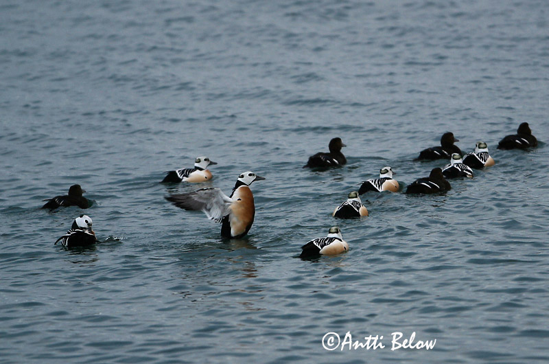 Avainsanat: Stellersand Stellers eider Steller's Eider Kirjuhauk Allihaahka Eider de Steller Scheckente Steller-pehelyréce Blikönd Stellerand Eider de Steller Polysticta stelleri Eider Chico Alförrädare