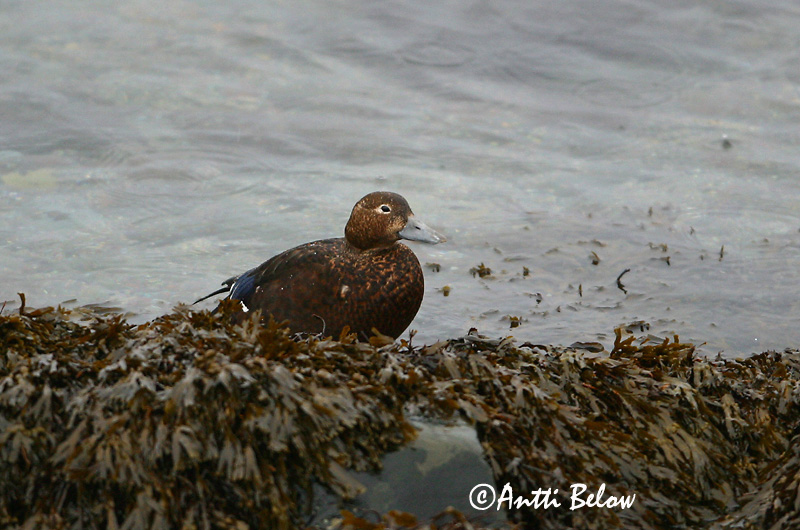 Avainsanat: Stellersand Stellers eider Steller's Eider Kirjuhauk Allihaahka Eider de Steller Scheckente Steller-pehelyréce Blikönd Stellerand Eider de Steller Polysticta stelleri Eider Chico Alförrädare