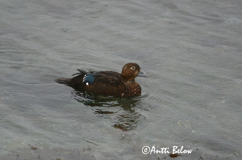 Avainsanat: Stellersand Stellers eider Steller's Eider Kirjuhauk Allihaahka Eider de Steller Scheckente Steller-pehelyréce Blikönd Stellerand Eider de Steller Polysticta stelleri Eider Chico Alförrädare