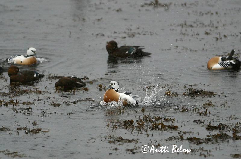 Avainsanat: Stellersand Stellers eider Steller's Eider Kirjuhauk Allihaahka Eider de Steller Scheckente Steller-pehelyréce Blikönd Stellerand Eider de Steller Polysticta stelleri Eider Chico Alförrädare