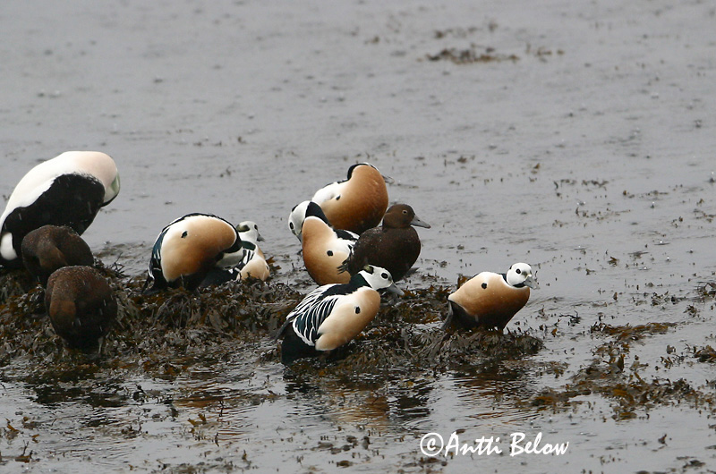 Avainsanat: Stellersand Stellers eider Steller's Eider Kirjuhauk Allihaahka Eider de Steller Scheckente Steller-pehelyréce Blikönd Stellerand Eider de Steller Polysticta stelleri Eider Chico Alförrädare