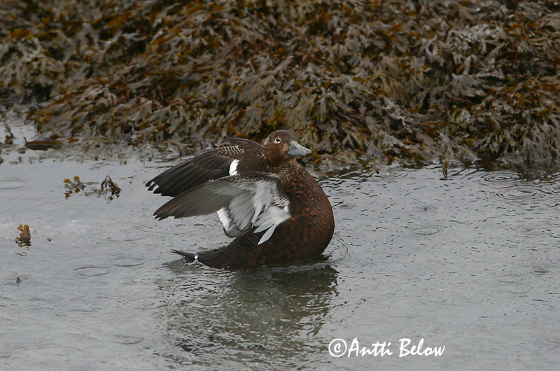 Avainsanat: Stellersand Stellers eider Steller's Eider Kirjuhauk Allihaahka Eider de Steller Scheckente Steller-pehelyréce Blikönd Stellerand Eider de Steller Polysticta stelleri Eider Chico Alförrädare