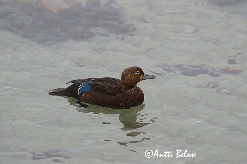 Avainsanat: Stellersand Stellers eider Steller's Eider Kirjuhauk Allihaahka Eider de Steller Scheckente Steller-pehelyréce Blikönd Stellerand Eider de Steller Polysticta stelleri Eider Chico Alförrädare