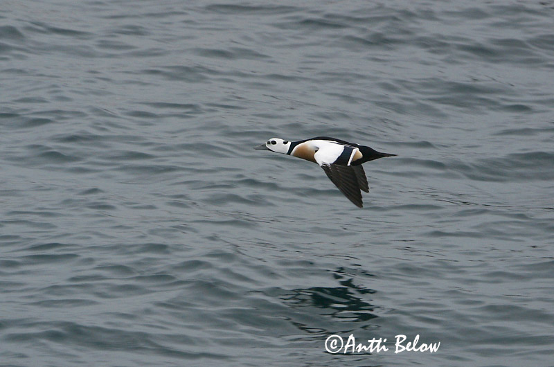 Avainsanat: Stellersand Stellers eider Steller's Eider Kirjuhauk Allihaahka Eider de Steller Scheckente Steller-pehelyréce Blikönd Stellerand Eider de Steller Polysticta stelleri Eider Chico Alförrädare
