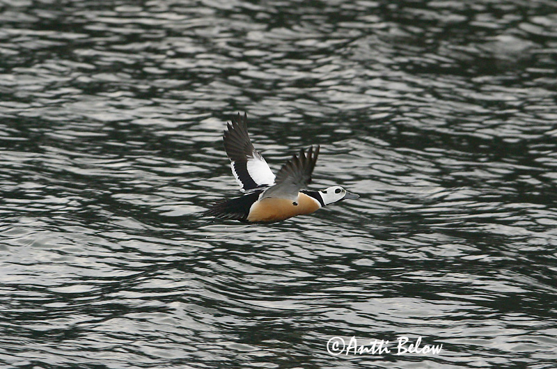 Avainsanat: Stellersand Stellers eider Steller's Eider Kirjuhauk Allihaahka Eider de Steller Scheckente Steller-pehelyréce Blikönd Stellerand Eider de Steller Polysticta stelleri Eider Chico Alförrädare