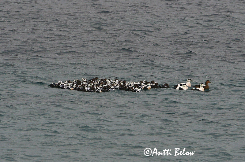 Avainsanat: Stellersand Stellers eider Steller's Eider Kirjuhauk Allihaahka Eider de Steller Scheckente Steller-pehelyréce Blikönd Stellerand Eider de Steller Polysticta stelleri Eider Chico Alförrädare