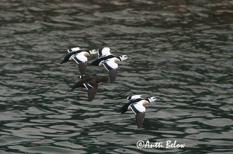 Avainsanat: Stellersand Stellers eider Steller's Eider Kirjuhauk Allihaahka Eider de Steller Scheckente Steller-pehelyréce Blikönd Stellerand Eider de Steller Polysticta stelleri Eider Chico Alförrädare