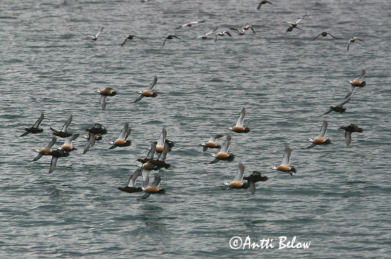 Avainsanat: Stellersand Stellers eider Steller's Eider Kirjuhauk Allihaahka Eider de Steller Scheckente Steller-pehelyréce Blikönd Stellerand Eider de Steller Polysticta stelleri Eider Chico Alförrädare