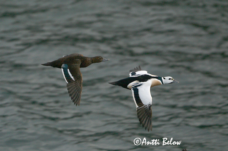 Avainsanat: Stellersand Stellers eider Steller's Eider Kirjuhauk Allihaahka Eider de Steller Scheckente Steller-pehelyréce Blikönd Stellerand Eider de Steller Polysticta stelleri Eider Chico Alförrädare