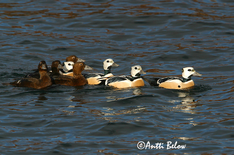 Avainsanat: Stellersand Stellers eider Steller's Eider Kirjuhauk Allihaahka Eider de Steller Scheckente Steller-pehelyréce Blikönd Stellerand Eider de Steller Polysticta stelleri Eider Chico Alförrädare