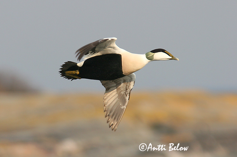 Avainsanat: Èider Ederfugl Eider Common Eider Hahk Haahka Eider à duvet Eiderente Pehelyréce Æður Edredone Ærfugl Eider-edredão Somateria mollissima Eider Común Ejder