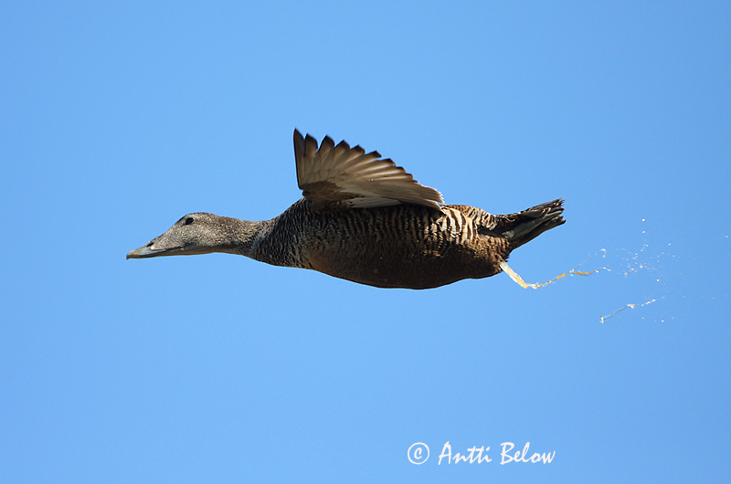 Avainsanat: Èider Ederfugl Eider Common Eider Hahk Haahka Eider à duvet Eiderente Pehelyréce Æður Edredone Ærfugl Eider-edredão Somateria mollissima Eider Común Ejder
