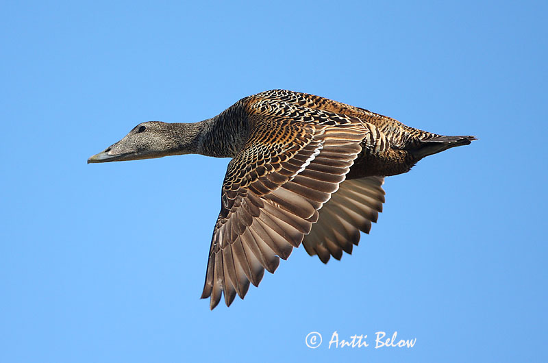Avainsanat: Èider Ederfugl Eider Common Eider Hahk Haahka Eider à duvet Eiderente Pehelyréce Æður Edredone Ærfugl Eider-edredão Somateria mollissima Eider Común Ejder