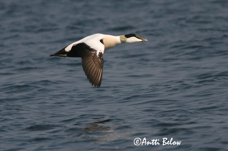 Avainsanat: Èider Ederfugl Eider Common Eider Hahk Haahka Eider à duvet Eiderente Pehelyréce Æður Edredone Ærfugl Eider-edredão Somateria mollissima Eider Común Ejder