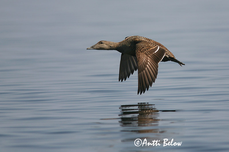 Avainsanat: Èider Ederfugl Eider Common Eider Hahk Haahka Eider à duvet Eiderente Pehelyréce Æður Edredone Ærfugl Eider-edredão Somateria mollissima Eider Común Ejder