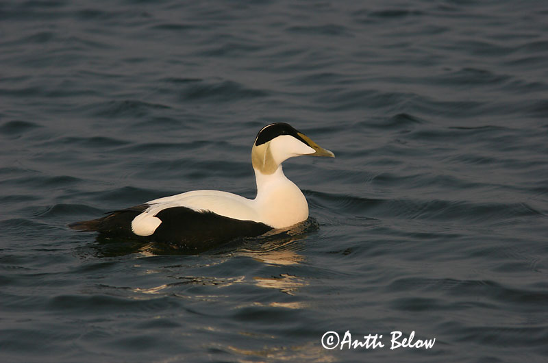 Avainsanat: Èider Ederfugl Eider Common Eider Hahk Haahka Eider à duvet Eiderente Pehelyréce Æður Edredone Ærfugl Eider-edredão Somateria mollissima Eider Común Ejder