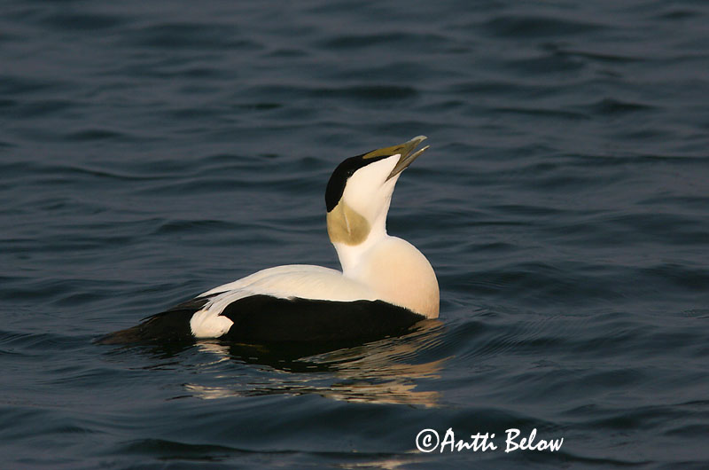 Avainsanat: Èider Ederfugl Eider Common Eider Hahk Haahka Eider à duvet Eiderente Pehelyréce Æður Edredone Ærfugl Eider-edredão Somateria mollissima Eider Común Ejder
