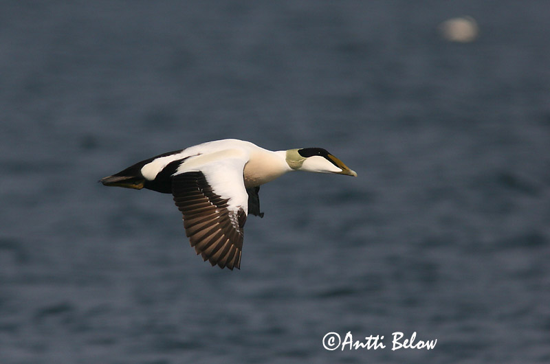 Avainsanat: Èider Ederfugl Eider Common Eider Hahk Haahka Eider à duvet Eiderente Pehelyréce Æður Edredone Ærfugl Eider-edredão Somateria mollissima Eider Común Ejder