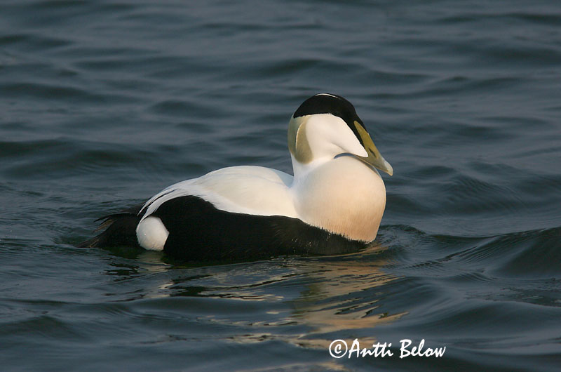 Avainsanat: Èider Ederfugl Eider Common Eider Hahk Haahka Eider à duvet Eiderente Pehelyréce Æður Edredone Ærfugl Eider-edredão Somateria mollissima Eider Común Ejder