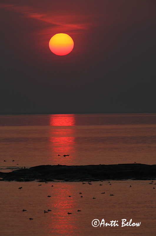 5/2006
Lågskär, Finland
Avainsanat: Èider Ederfugl Eider Common Eider Hahk Haahka Eider à duvet Eiderente Pehelyréce Æður Edredone Ærfugl Eider-edredão Somateria mollissima Eider Común Ejder