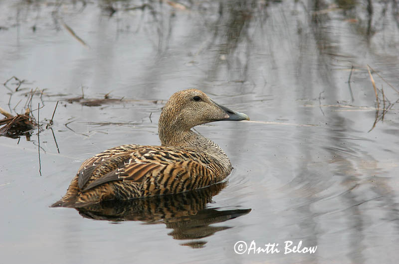 Avainsanat: Èider Ederfugl Eider Common Eider Hahk Haahka Eider à duvet Eiderente Pehelyréce Æður Edredone Ærfugl Eider-edredão Somateria mollissima Eider Común Ejder