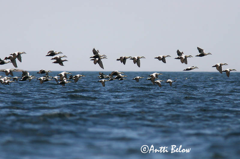 Avainsanat: Èider Ederfugl Eider Common Eider Hahk Haahka Eider à duvet Eiderente Pehelyréce Æður Edredone Ærfugl Eider-edredão Somateria mollissima Eider Común Ejder