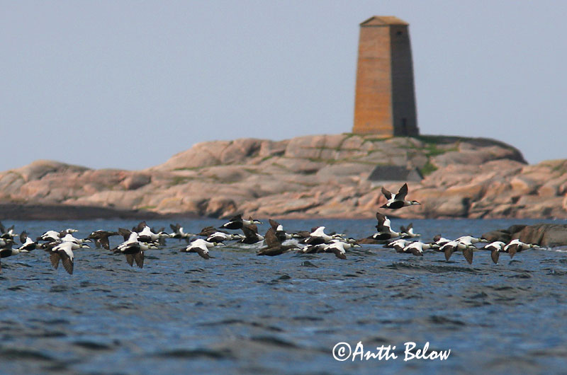 Avainsanat: Èider Ederfugl Eider Common Eider Hahk Haahka Eider à duvet Eiderente Pehelyréce Æður Edredone Ærfugl Eider-edredão Somateria mollissima Eider Común Ejder