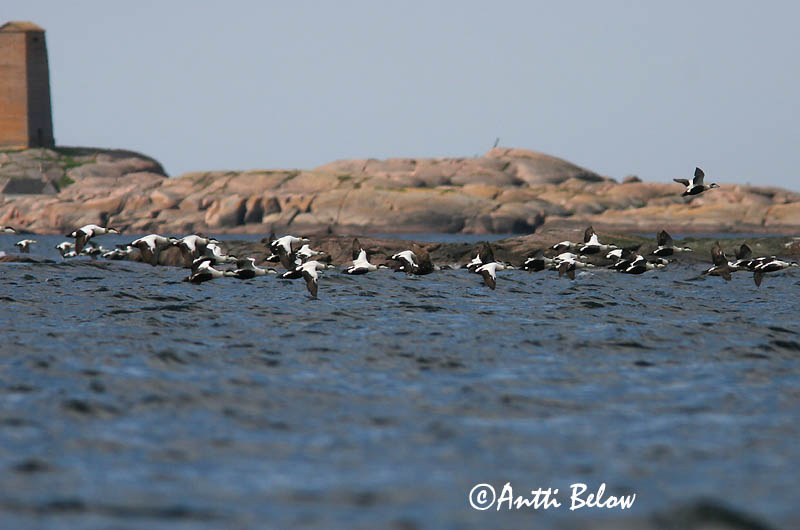 Avainsanat: Èider Ederfugl Eider Common Eider Hahk Haahka Eider à duvet Eiderente Pehelyréce Æður Edredone Ærfugl Eider-edredão Somateria mollissima Eider Común Ejder