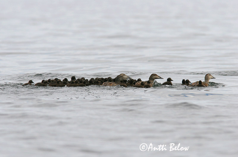 Avainsanat: Èider Ederfugl Eider Common Eider Hahk Haahka Eider à duvet Eiderente Pehelyréce Æður Edredone Ærfugl Eider-edredão Somateria mollissima Eider Común Ejder