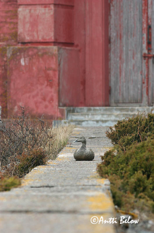 Avainsanat: Èider Ederfugl Eider Common Eider Hahk Haahka Eider à duvet Eiderente Pehelyréce Æður Edredone Ærfugl Eider-edredão Somateria mollissima Eider Común Ejder