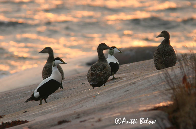 Avainsanat: Èider Ederfugl Eider Common Eider Hahk Haahka Eider à duvet Eiderente Pehelyréce Æður Edredone Ærfugl Eider-edredão Somateria mollissima Eider Común Ejder