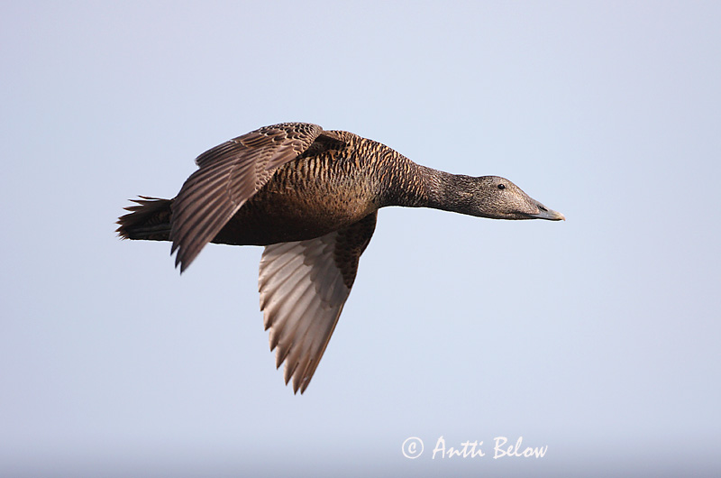 Avainsanat: Èider Ederfugl Eider Common Eider Hahk Haahka Eider à duvet Eiderente Pehelyréce Æður Edredone Ærfugl Eider-edredão Somateria mollissima Eider Común Ejder