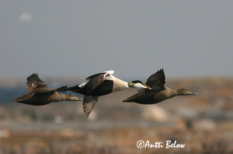 Avainsanat: Èider Ederfugl Eider Common Eider Hahk Haahka Eider à duvet Eiderente Pehelyréce Æður Edredone Ærfugl Eider-edredão Somateria mollissima Eider Común Ejder