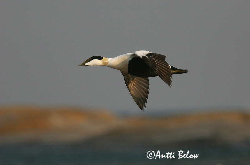 5/2006
Lågskär, Finland
Avainsanat: Èider Ederfugl Eider Common Eider Hahk Haahka Eider à duvet Eiderente Pehelyréce Æður Edredone Ærfugl Eider-edredão Somateria mollissima Eider Común Ejder