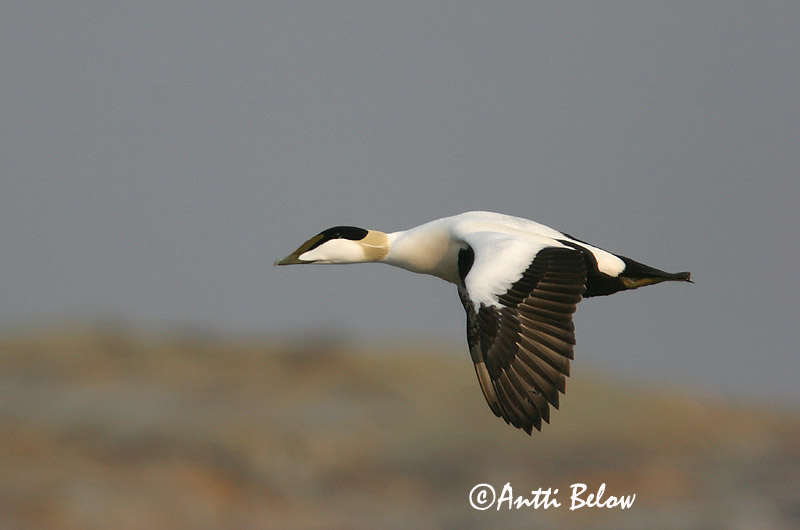 5/2006
Lågskär, Finland
Avainsanat: Èider Ederfugl Eider Common Eider Hahk Haahka Eider à duvet Eiderente Pehelyréce Æður Edredone Ærfugl Eider-edredão Somateria mollissima Eider Común Ejder