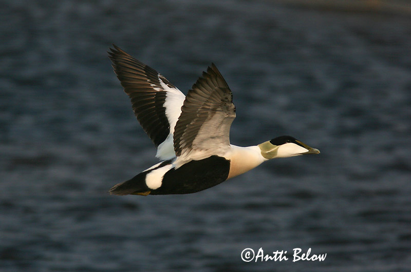 Avainsanat: Èider Ederfugl Eider Common Eider Hahk Haahka Eider à duvet Eiderente Pehelyréce Æður Edredone Ærfugl Eider-edredão Somateria mollissima Eider Común Ejder