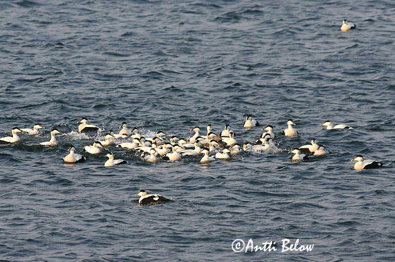 Avainsanat: Èider Ederfugl Eider Common Eider Hahk Haahka Eider à duvet Eiderente Pehelyréce Æður Edredone Ærfugl Eider-edredão Somateria mollissima Eider Común Ejder