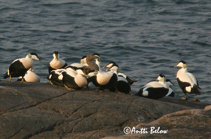 5/2006
Lågskär, Finland
Avainsanat: Èider Ederfugl Eider Common Eider Hahk Haahka Eider à duvet Eiderente Pehelyréce Æður Edredone Ærfugl Eider-edredão Somateria mollissima Eider Común Ejder