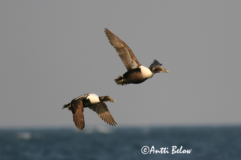 Avainsanat: Èider Ederfugl Eider Common Eider Hahk Haahka Eider à duvet Eiderente Pehelyréce Æður Edredone Ærfugl Eider-edredão Somateria mollissima Eider Común Ejder
