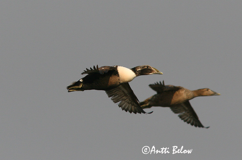 5/2006
Lågskär, Finland
Avainsanat: Èider Ederfugl Eider Common Eider Hahk Haahka Eider à duvet Eiderente Pehelyréce Æður Edredone Ærfugl Eider-edredão Somateria mollissima Eider Común Ejder