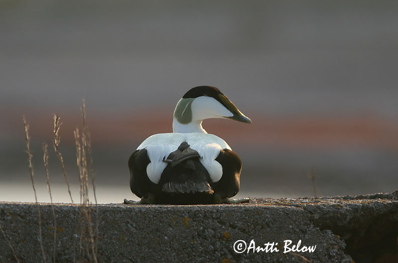 Avainsanat: Èider Ederfugl Eider Common Eider Hahk Haahka Eider à duvet Eiderente Pehelyréce Æður Edredone Ærfugl Eider-edredão Somateria mollissima Eider Común Ejder