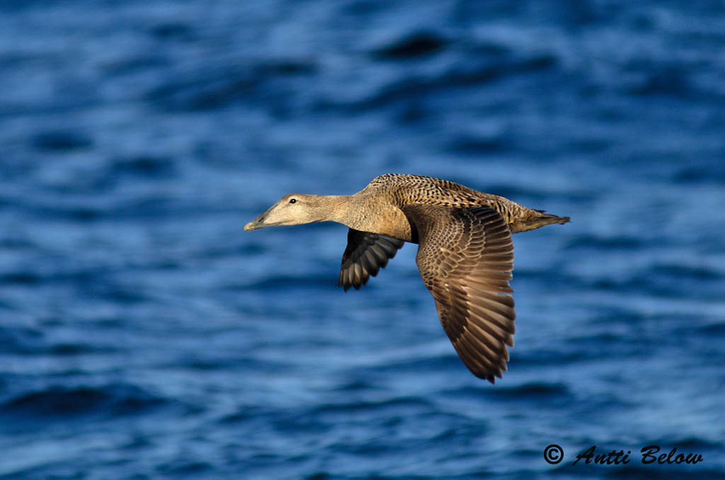 Avainsanat: Èider Ederfugl Eider Common Eider Hahk Haahka Eider à duvet Eiderente Pehelyréce Æður Edredone Ærfugl Eider-edredão Somateria mollissima Eider Común Ejder